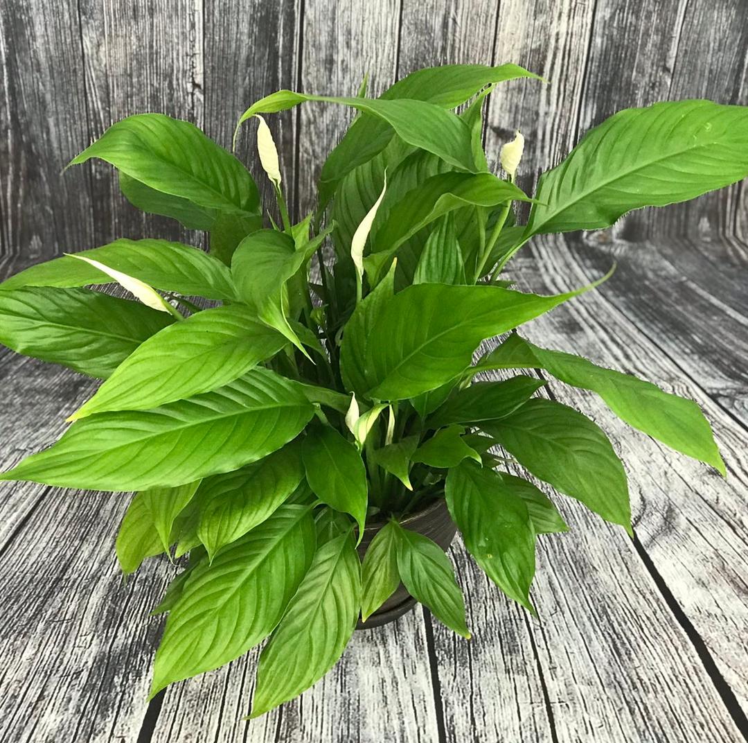 ספטיפילום - Peace lily